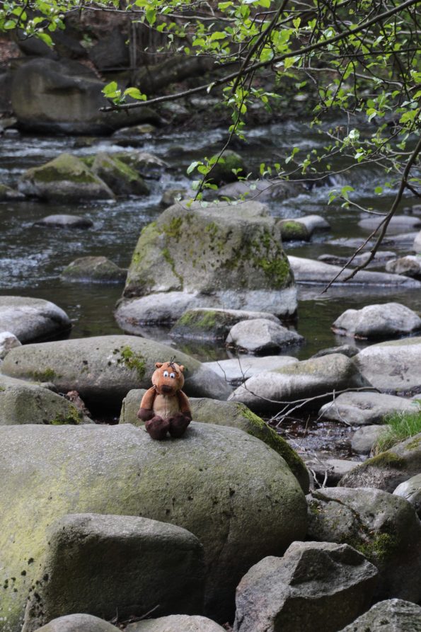 Fluss mit Steinen, Familienurlaub Harz, Wanderungen mit Kindern