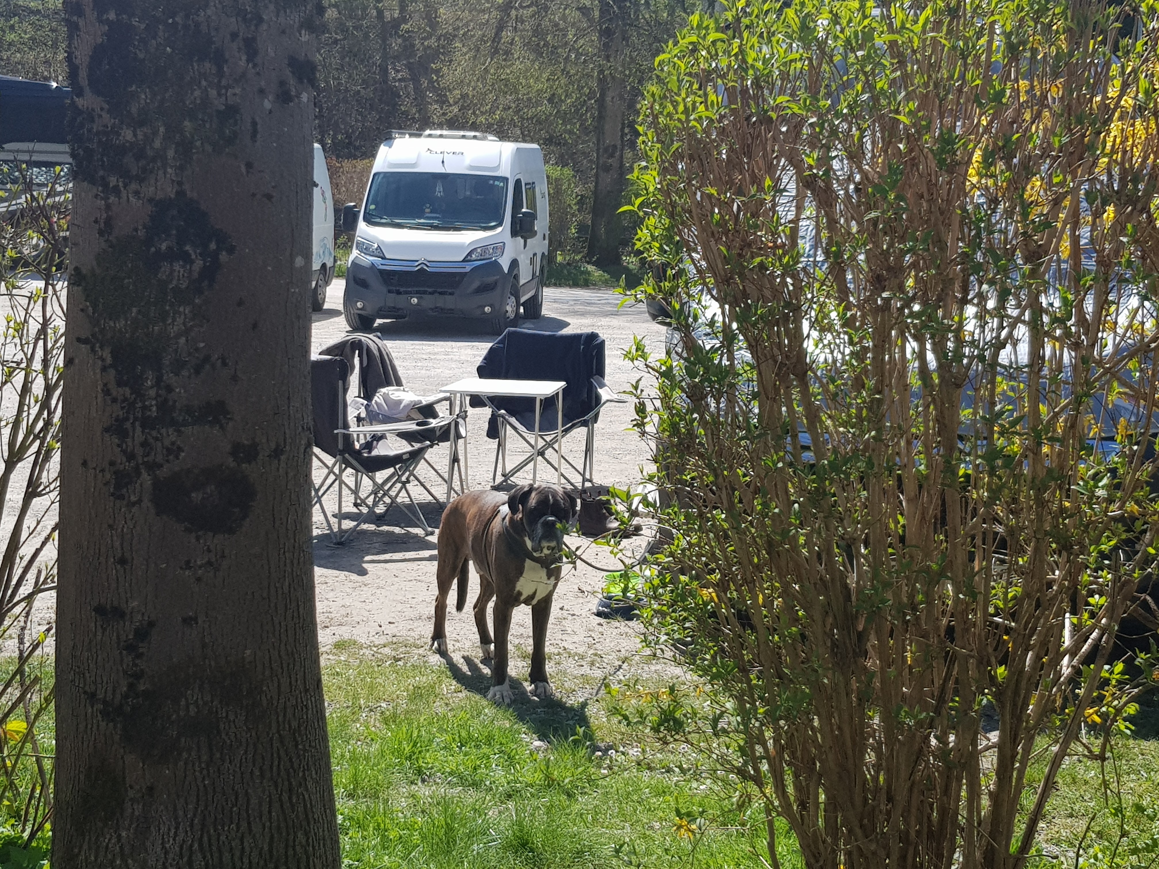 Hund steht auf Wohnmobilstellplatz, Reisen mit Hund