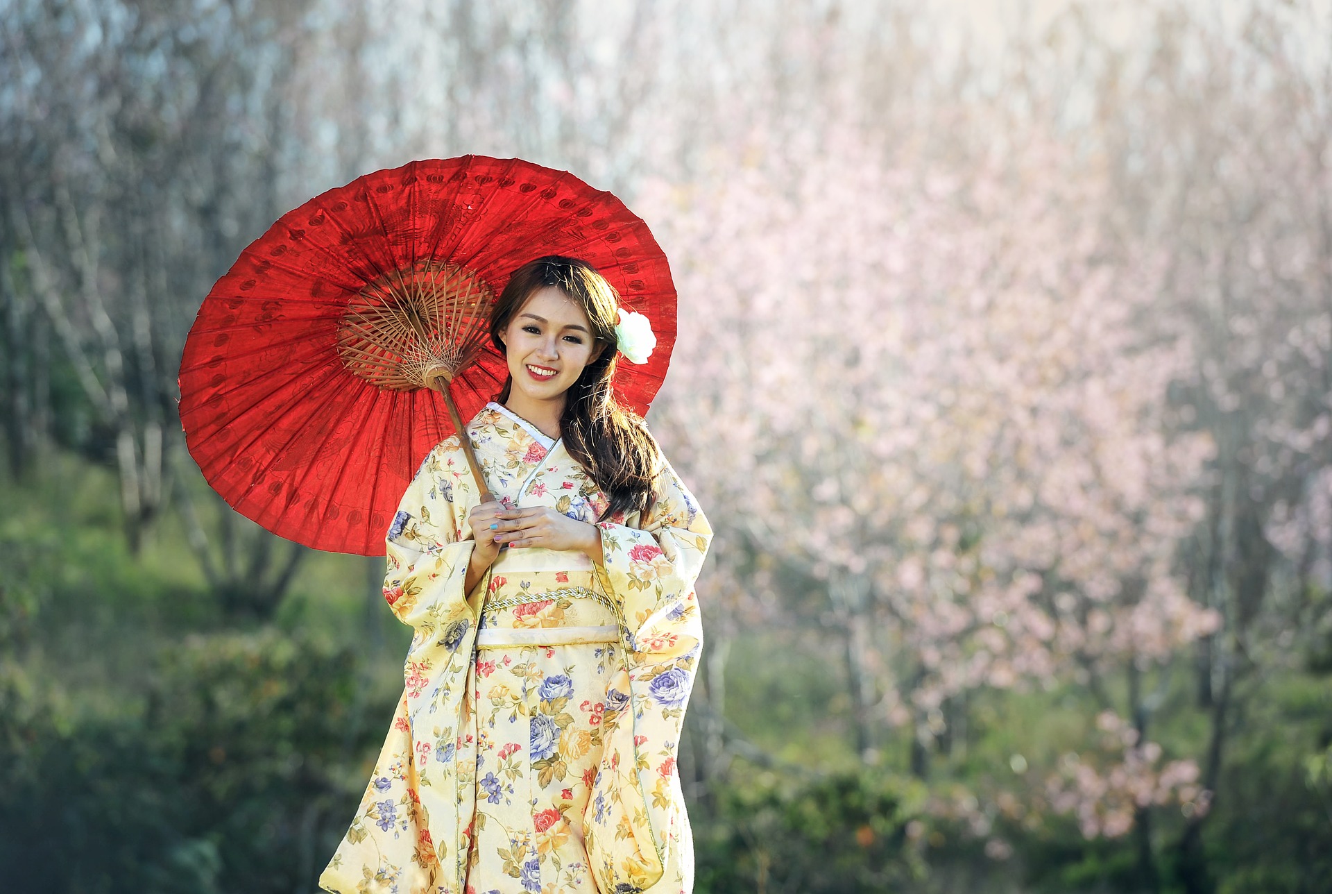 Japan Kirschblüte