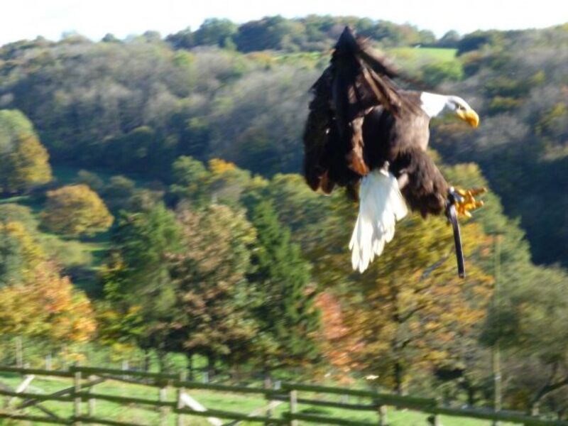 Greifvogel Vogelshow, Naturwildpark Freisen, Ausflugsziele im Saarland