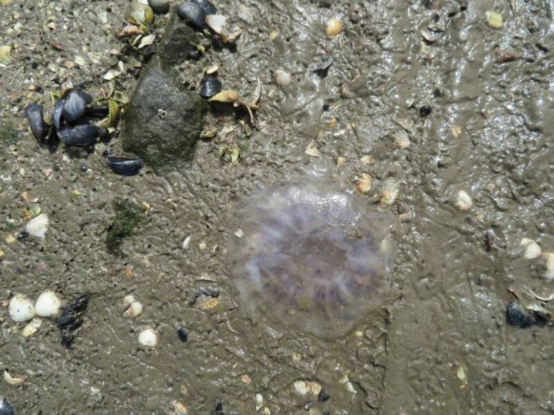 Muscheln und Wattwürmer im Watt, Muscheln, Quallen