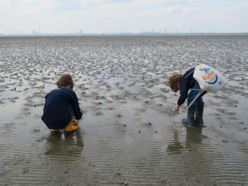 Wattwanderung an der Nordsee, Wattwürmer und Muscheln
