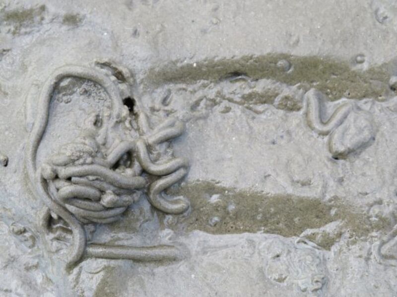 Wattwurm im Sand, Wattenmeer erkunden, Tiere im Watt, Deich, Meer
