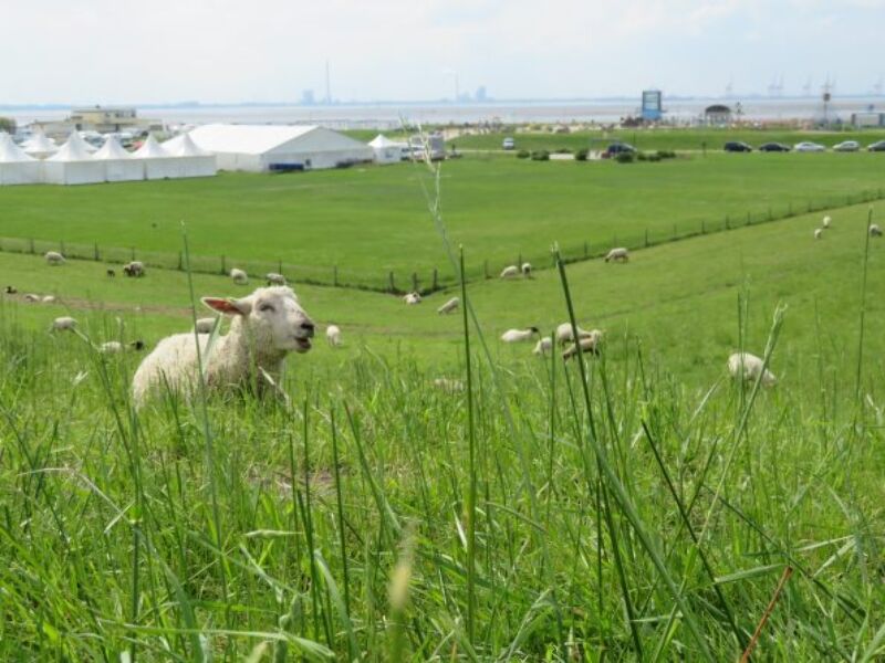 Weide mit Schafen, Butjadingen mit Kindern, Halbinsel, Schafe, Kühe, Windmühle, Nordseeurlaub mit Kindern